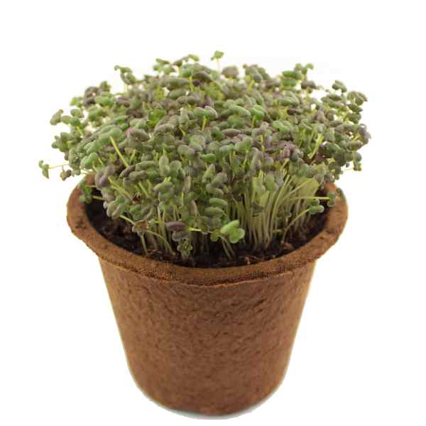 Semená na microgreens a klíčenie Mizuna červená 100 g